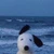 ふき