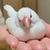 シオリ