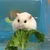 さかもと