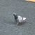 しゅ