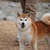 おたる