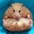 ヒナシス