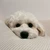 ふわふわの犬