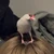 はしれそり