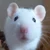 ショショネズミ