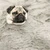 こひこひ
