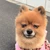 odachan