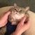 ういたん