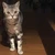トモちょこ