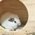 ちゃんまい
