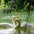 Jardin.fleuri