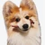 わんこ