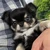 やまなし