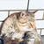 かわばたゆきお