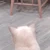 きなこ