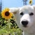 INUTHEDOG