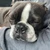 天むす犬