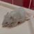しおり