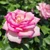 ROSEBUD