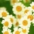 ｊａｓｍｉｎ