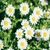 ail