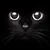 黒猫