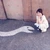 Shiho