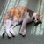 五月猫
