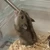 ゆうか