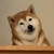 犬