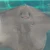 もちち
