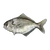 エボダイ