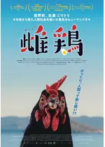 雌鶏