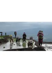 風苗