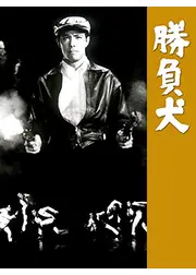 勝負犬