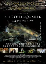 A TROUT in the MILK ミルクの中のイワナ