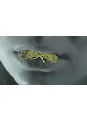 あなたがトラックなら私は⿅
