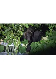 劇場版 クマと民主主義