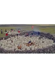 アルパカと生きる喜び