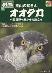 里山の猛きんオオタカ　那須野ヶ原からの旅立ち