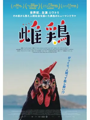 雌鶏