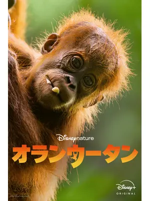 オランウータン