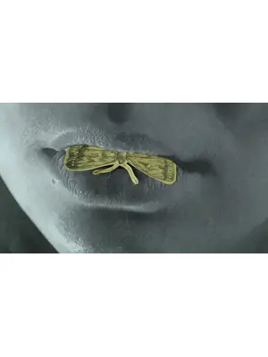 あなたがトラックなら私は⿅