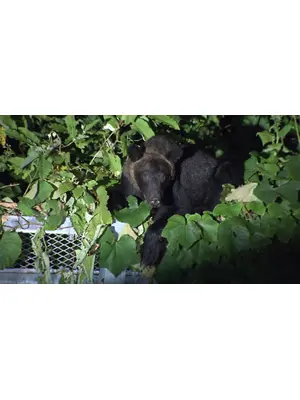 劇場版 クマと民主主義
