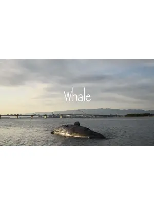 Whale