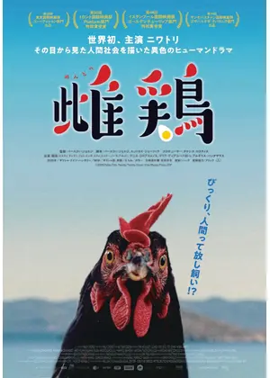雌鶏