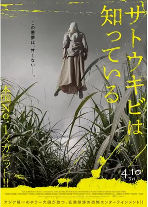 サトウキビは知っている