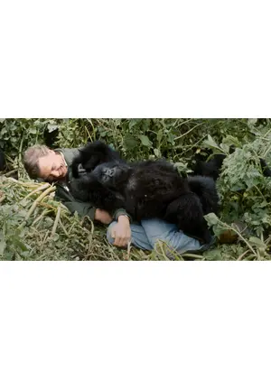 デヴィッド・アッテンボロー: ゴリラが紡ぐ物語