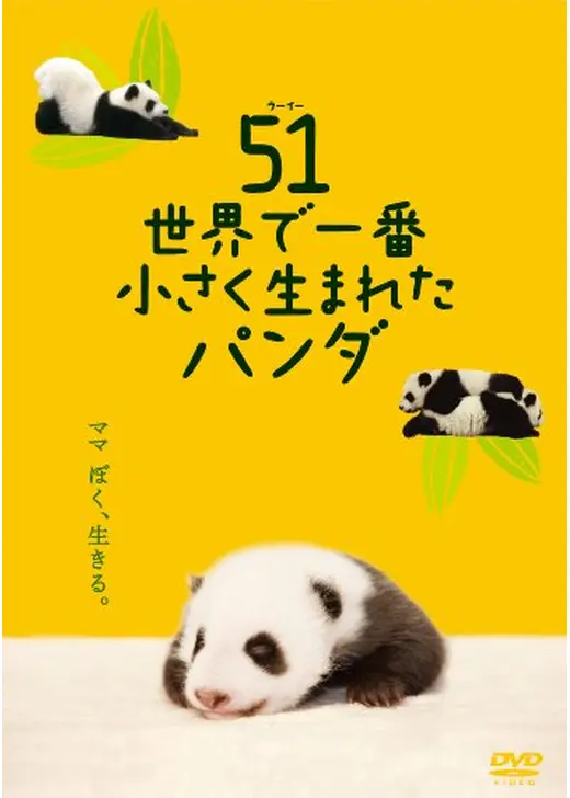 51（ウーイー） 世界で一番小さく生まれたパンダ