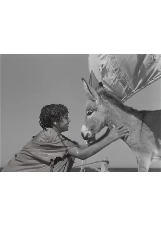 ⼩さなロバ、ビム 4K